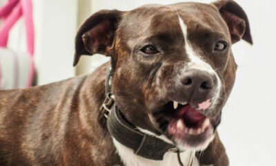 Pattaya area man severely injured after pet pit bull attacked | Thaiger