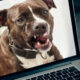 Owner of deadly pit bull threatens online commenters | Thaiger