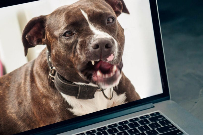 Owner of deadly pit bull threatens online commenters