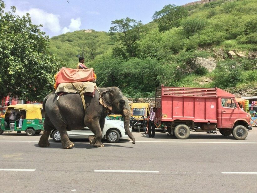 Elephants walking from Pattaya to Surin get a lift