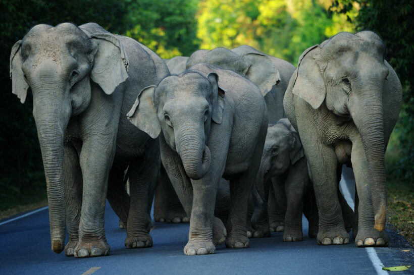 Unemployed elephants walk 500 kilometres from Pattaya to Surin