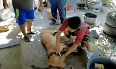 Killer pit bull attends victim’s funeral to apologise | Thaiger