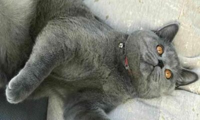 Thai chef pleads for justice after child kills her cat in New York park | Thaiger