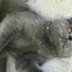 Thai chef pleads for justice after child kills her cat in New York park | Thaiger
