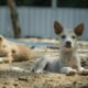 7 Thai dogs find a new home in California | Thaiger