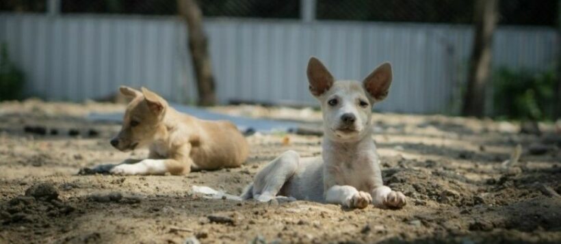 7 Thai dogs find a new home in California