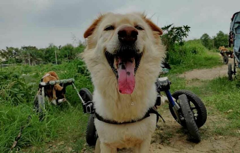 Chon Buri foundation rehabilitating Thailand’s disabled dogs