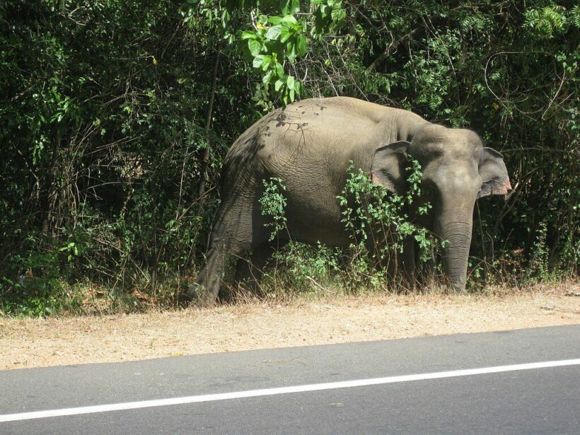 Man trampled to death while feeding roadside elephant