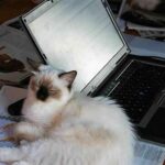 Thai government urges people to work from home where possible | Thaiger