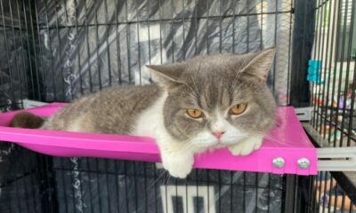 6 cats up for auction after owners in drug raid, proceeds go to Narcotics Control Fund | Thaiger