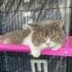 6 cats up for auction after owners in drug raid, proceeds go to Narcotics Control Fund | Thaiger