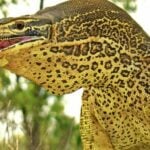 Giant monitor lizard visits Thai 7 Eleven store, video goes viral | Thaiger