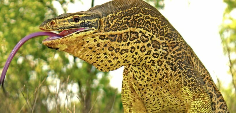 Giant monitor lizard visits Thai 7 Eleven store, video goes viral