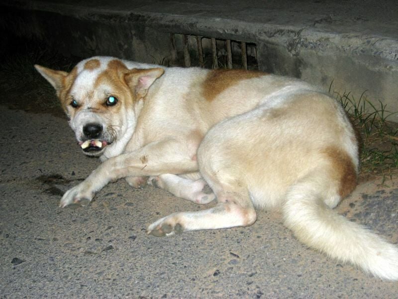 Thai man arrested after beating and killing dog for being “mangy”