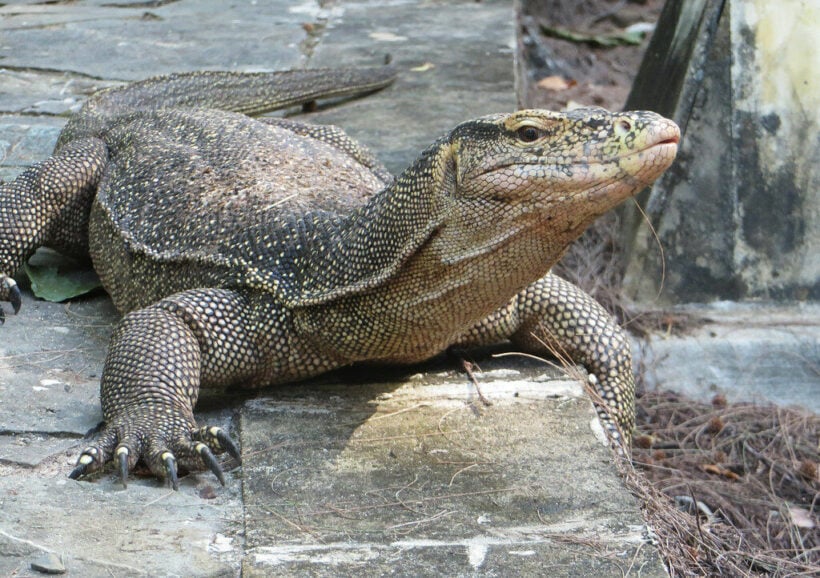 Massive Water Monitor Lizard Disturbs Southern Thailand Home Thaiger