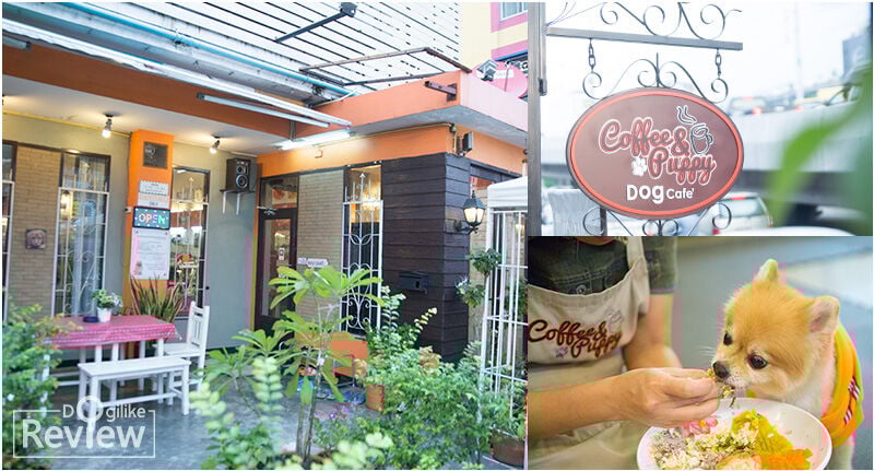 Top 7 Places to Take Your Pet Dog in Bangkok | News by Thaiger