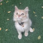 Thai company negotiates to import world&#8217;s first pet vaccine from Russia | Thaiger