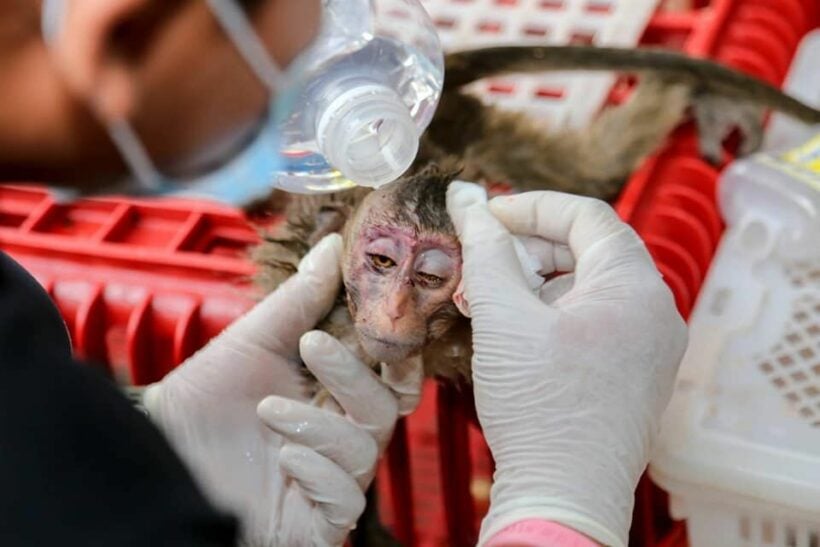 Police seize more than 100 monkeys allegedly trafficked in illegal meat trade