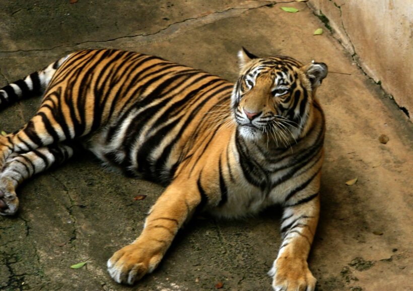 Escaped Bengal tiger in America captured after terrorising locals | Thaiger