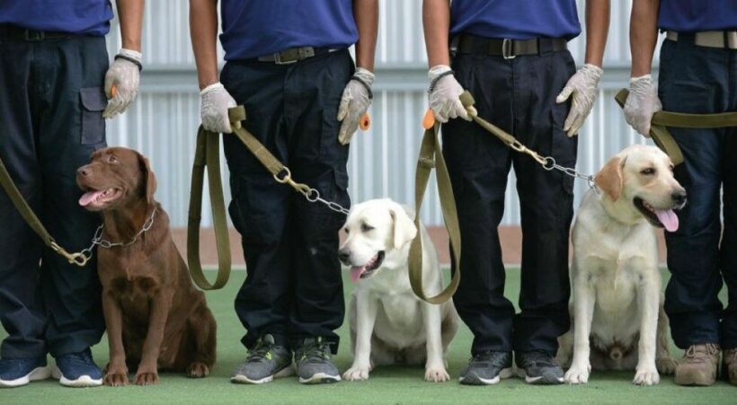 Sniffer dogs trained to detect Covid-19 in Bangkok communities