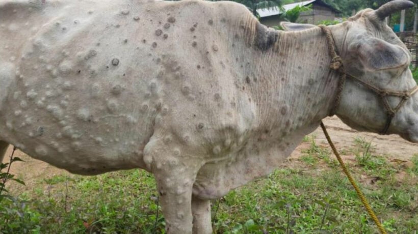 Thailand searches for cow vaccine for lumpy skin disease