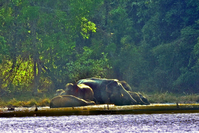 Wild elephants trampled Chaiyaphum sanctuary worker