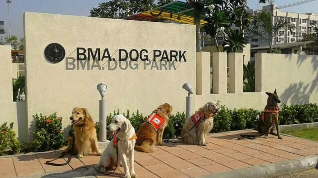 Top 7 Places to Take Your Pet Dog in Bangkok | News by Thaiger