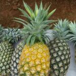 Over 400 workers quarantined as 115 Covid infections confirmed at pineapple factory | Thaiger