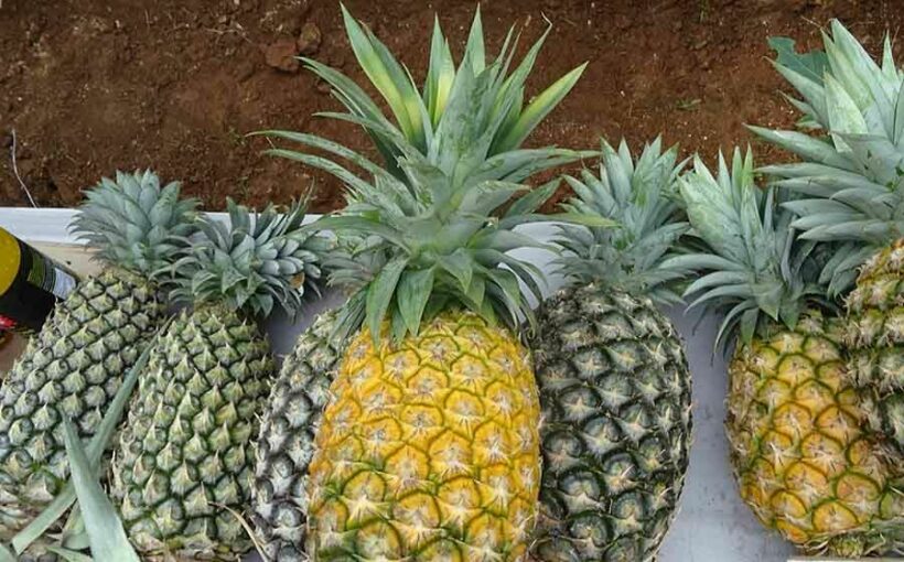 Over 400 workers quarantined as 115 Covid infections confirmed at pineapple factory