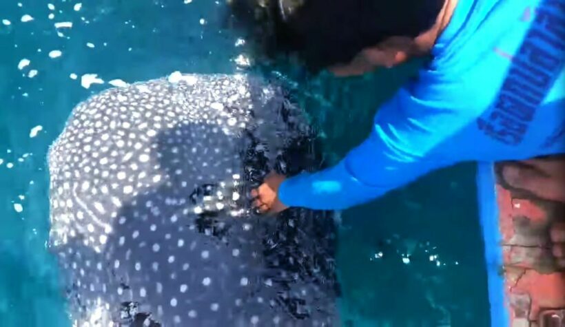 Pattaya fisherman surprised by friendly whale shark visit