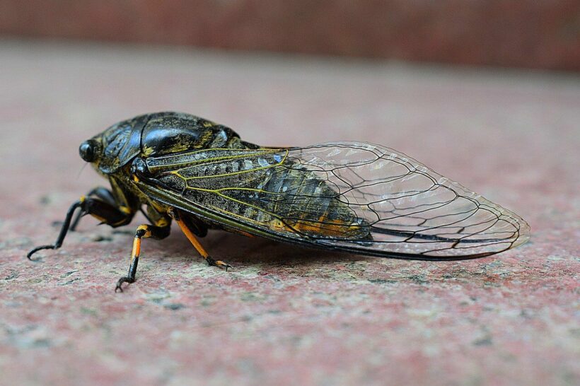 It’s cicada season and America is preparing for billions to emerge after 17 years of hiding