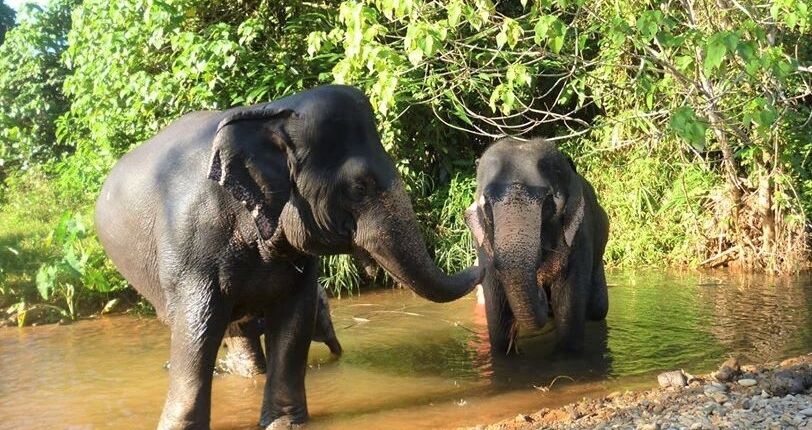 Covid-19 outbreak contributes to elephant population decline in Southern Thailand