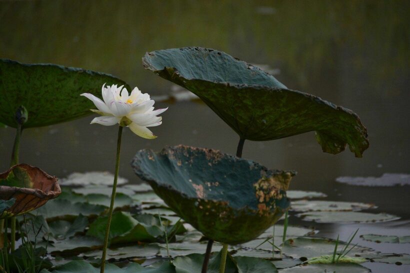 Man’s body found in Pattaya lotus lagoon