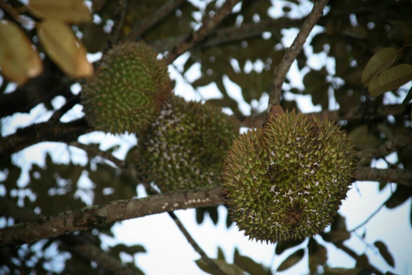 Man warns public of online durian scam