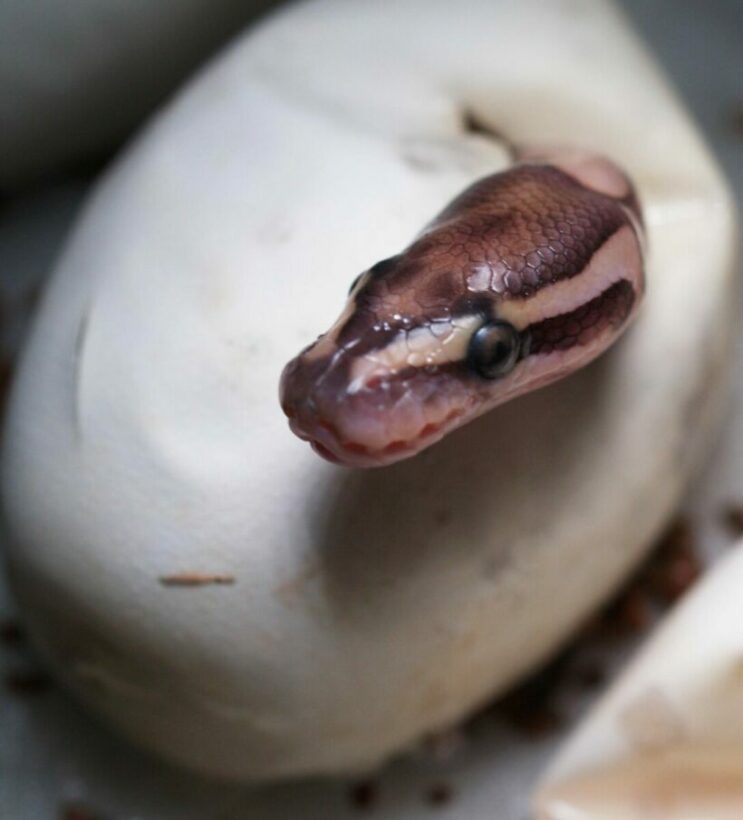 Dozens of python eggs found underneath home