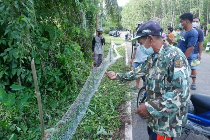 Trang villagers set up nets to catch snakes after 20 king cobras were spotted