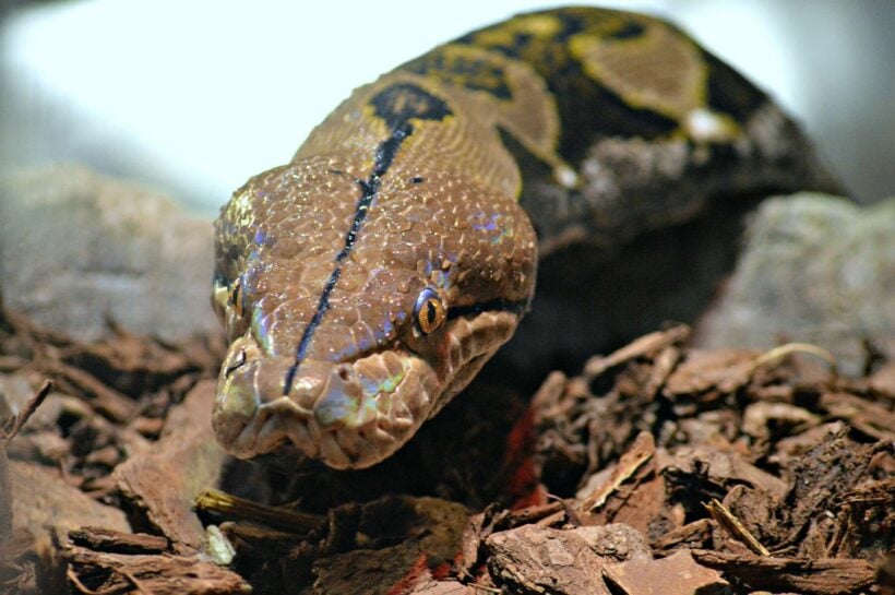 Man finds 4 metre python in his garage