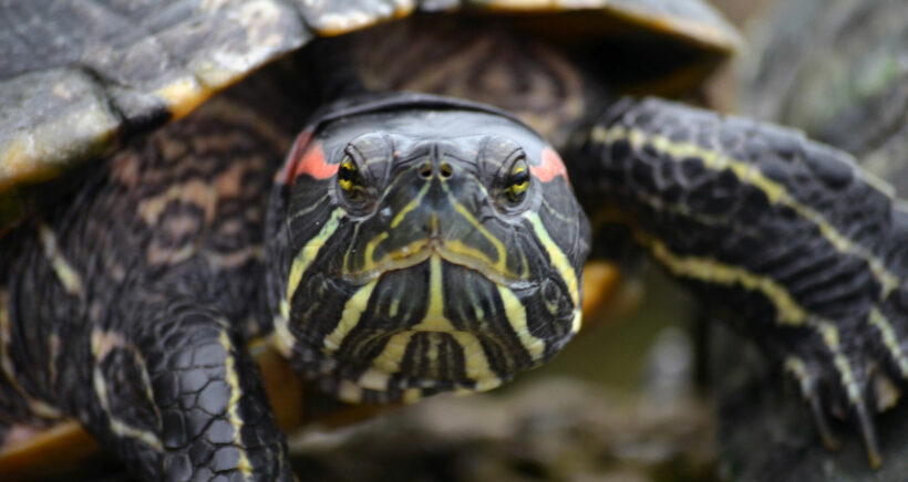 Monk offers 10,000 baht reward for information that leads to turtle thief’s capture