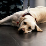 Dogs from Thailand and more than 100 countries banned from US due to risk of rabies | Thaiger