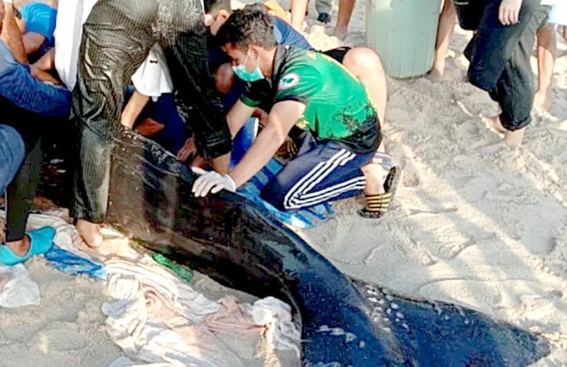 Beached sperm whale covered in oil rescued in Phuket