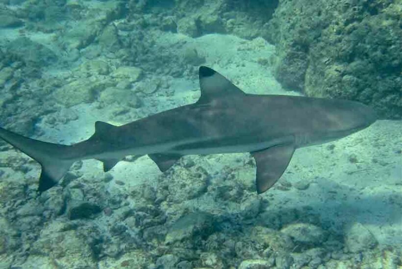 Blacktip reef sharks get protected status as Environment Minister blasts video cruelty