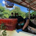 Police seize clouded leopard rug after it was posted for sale on Facebook | Thaiger