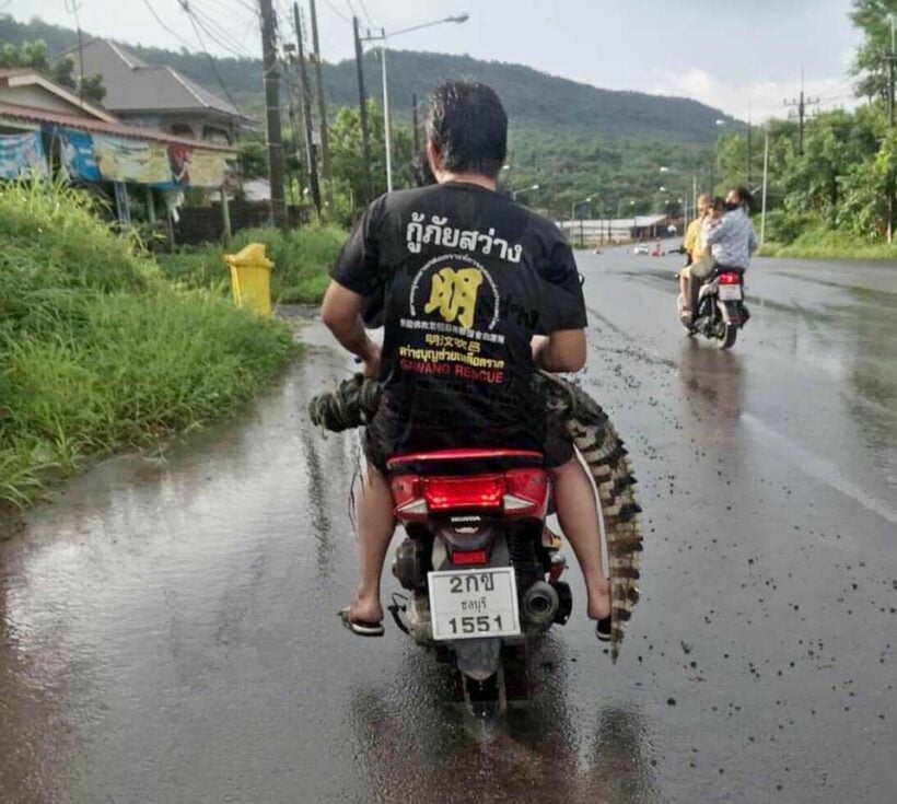 Crocodiles escape from farm in Trat