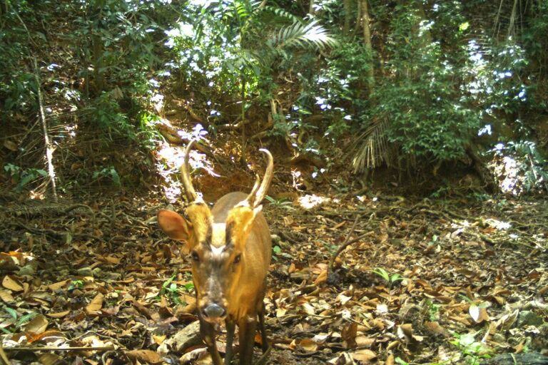 Rare, giant barking deer makes appearance in Cambodia