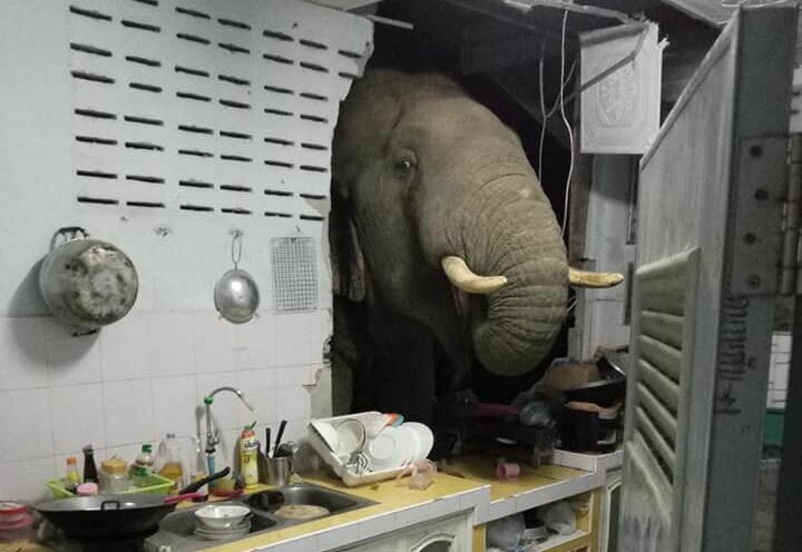 Elephant that broke into Hua Hin kitchen now in memes and ads | News by Thaiger