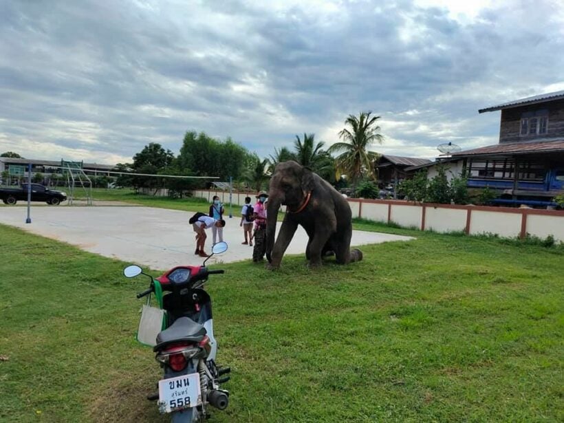 Students in Thailand's Isaan region go back to school on an elephant | News by Thaiger