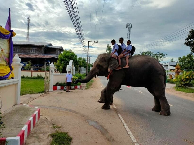 Students in Thailand's Isaan region go back to school on an elephant | News by Thaiger