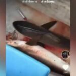 Krabi men arrested after TikTok video of a shark shot and killed goes viral | Thaiger