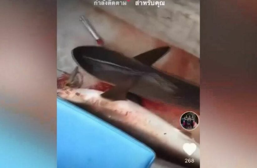 Krabi men arrested after TikTok video of a shark shot and killed goes viral