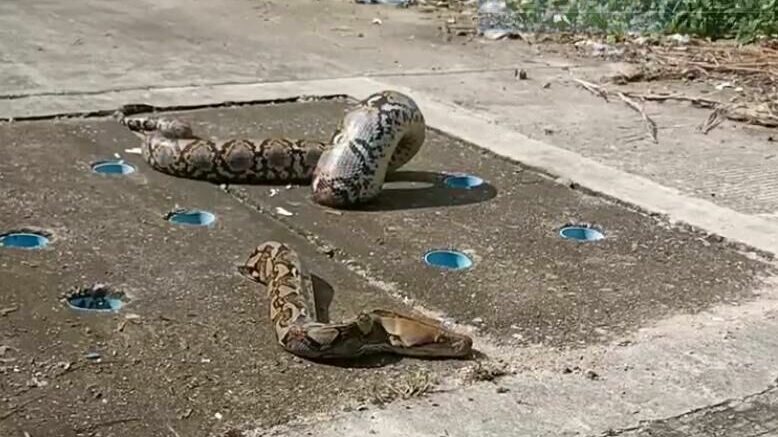 Si Racha snake stuck in road goes viral